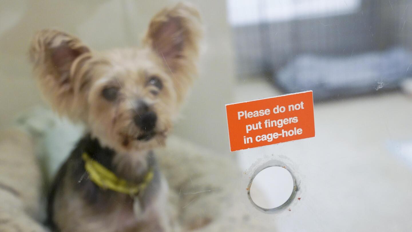 Aspca kennel top